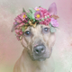 Illustration for article titled Dogs With Flower Crowns Promote Pit Bull Adoption